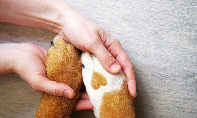 Dalmatian dog paw with a spot in the form of heart and human hand close up