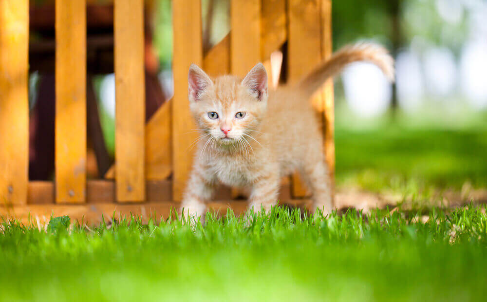 young cat in the garden