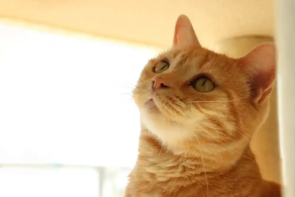 A ginger cat indoors